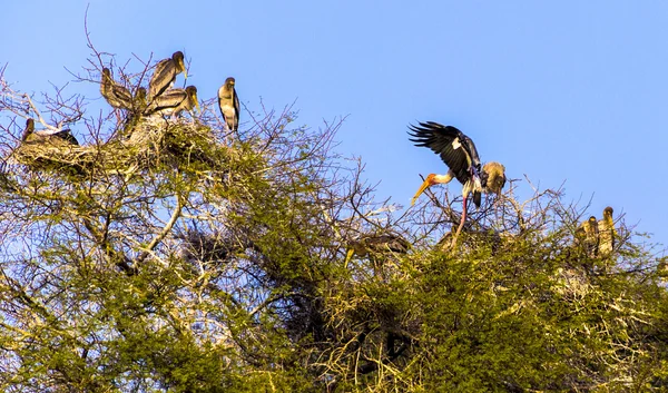 Schöner see im keolado nationalpark, indien. — Stockfoto
