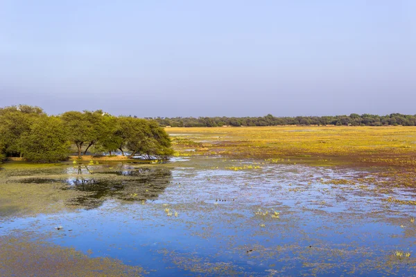 Gyönyörű tó, a keolado nemzeti parkban, india. — Stock Fotó