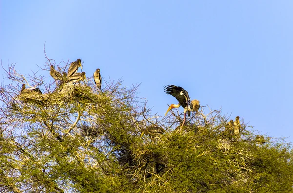 Schöner see im keolado nationalpark, indien. — Stockfoto
