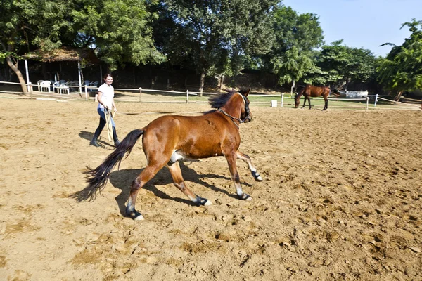 Jinete femenino entrena al caballo en el curso de equitación — Foto de Stock