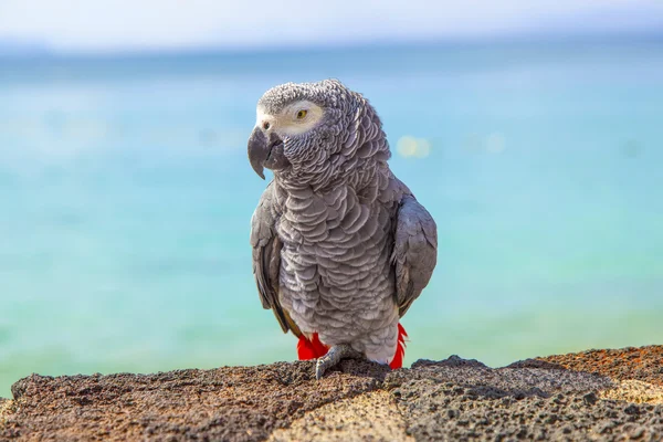 Schöne ara sitzt auf einer Mauer an der Strandpromenade — Stockfoto