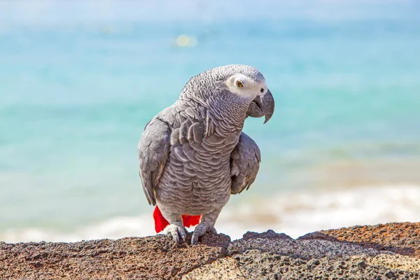 Krásné ara sedí na zdi na plážové promenádě — Stock fotografie