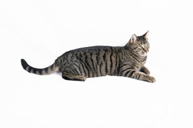 Beyaz tenli şirin kedi.