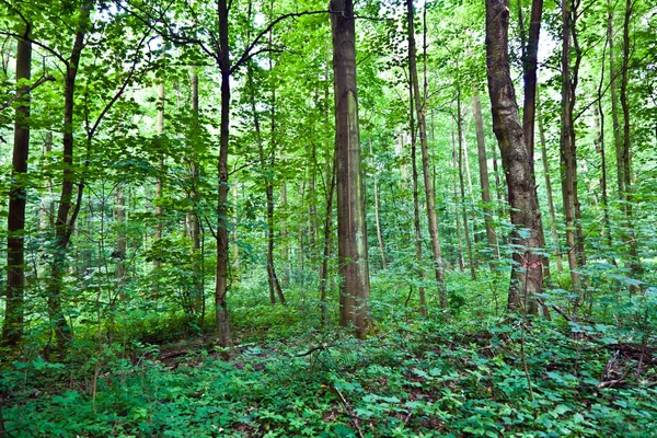 Troncos en el bosque — Foto de Stock