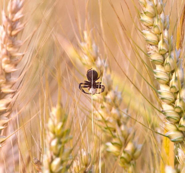 stock image Spica of corn in the field with spider