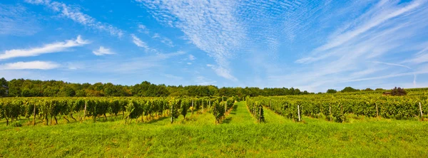 Stock image Beautiful rapes in the vineyard