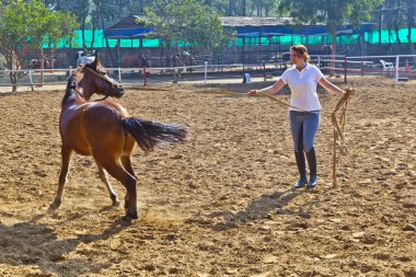 Female rider trains the horse in the riding course clipart
