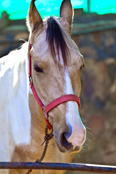 Hästen stående i utomhus stabil och har en vila — Stockfoto