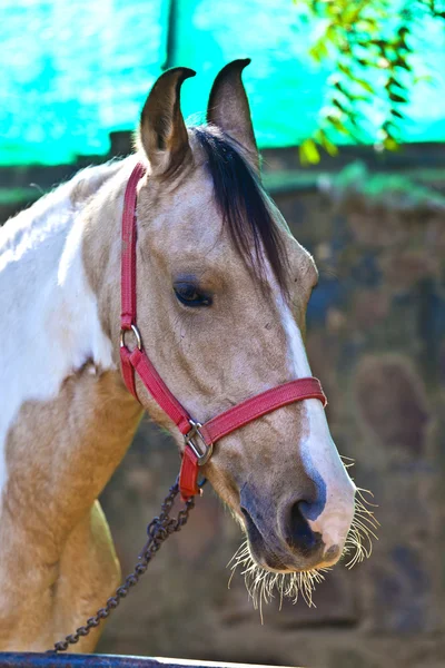 Hästen stående i utomhus stabil och har en vila — Stockfoto