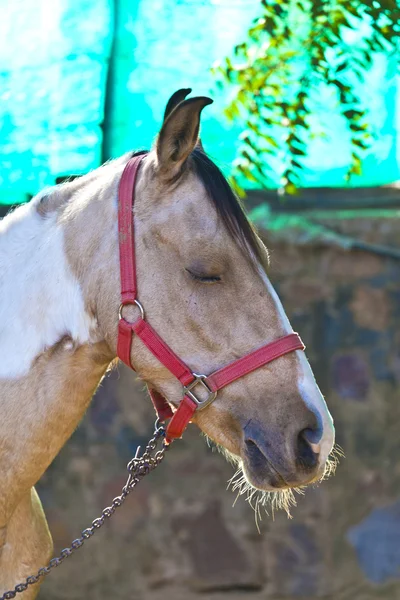 stock image Horse standing in the outdoor stable and has a rest