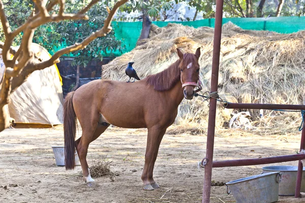 Cavalo de pé no estábulo ao ar livre com seu amigo, um pássaro — Fotografia de Stock