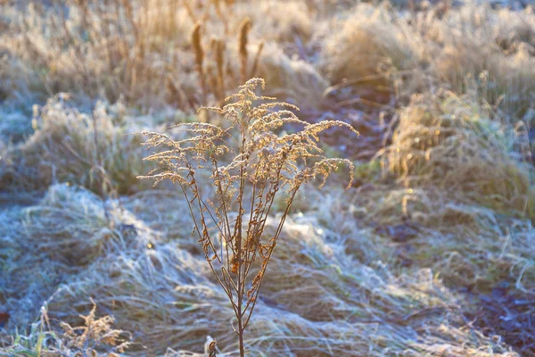 Çayırda donmuş bitkiler, kışın arka planda ışık. — Stok fotoğraf