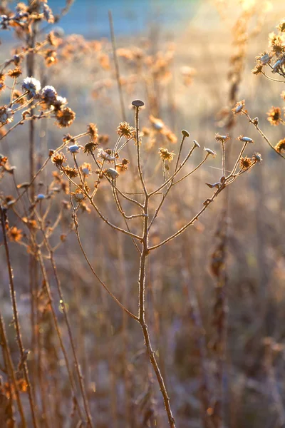 Frozen plants in meadow with backlight in wintertime — Stock Photo, Image