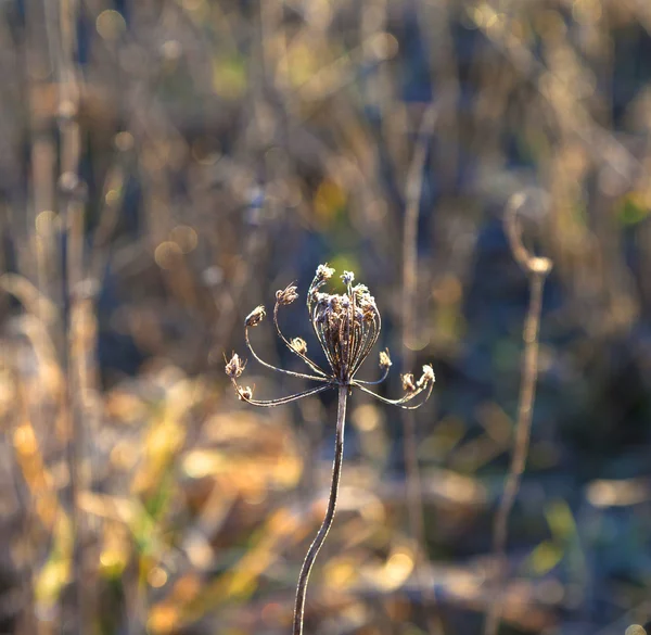 Çayırda donmuş bitkiler, kışın arka planda ışık. — Stok fotoğraf