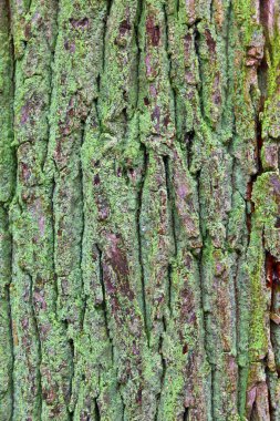 Bark of tree clipart