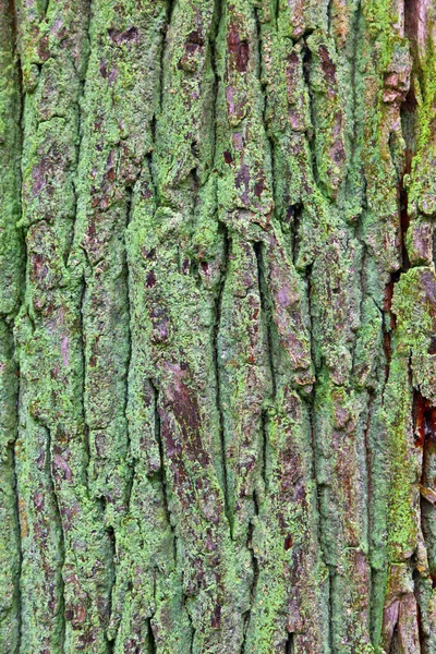 Kůra stromu — Stock fotografie