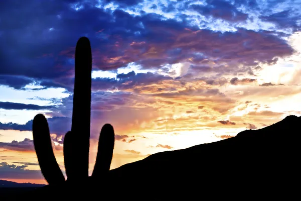 Silhouette von Kakteen in der Wüste Sonnenuntergang erhellte Himmel — Stockfoto