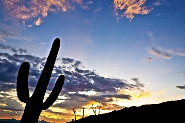 Silhouette von Kakteen in der Wüste Sonnenuntergang erhellte Himmel — Stockfoto