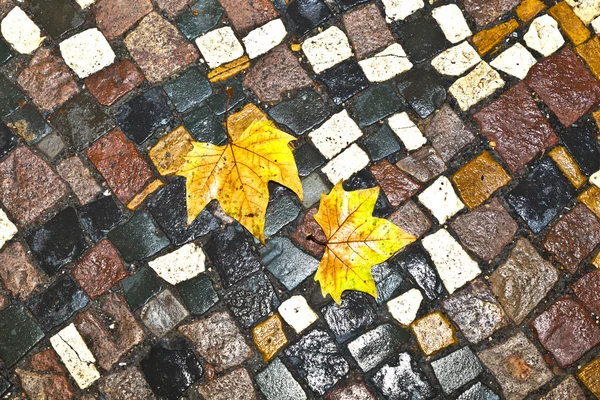 Desen kaldırım yaprak ile taşa ıslak Arnavut kaldırımı — Stok fotoğraf