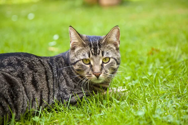 Roztomilý kočka ležící v trávě na zahradě — Stock fotografie