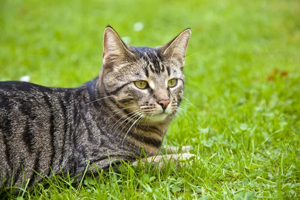 Ładny kot, leżąc na trawie w ogrodzie — Zdjęcie stockowe