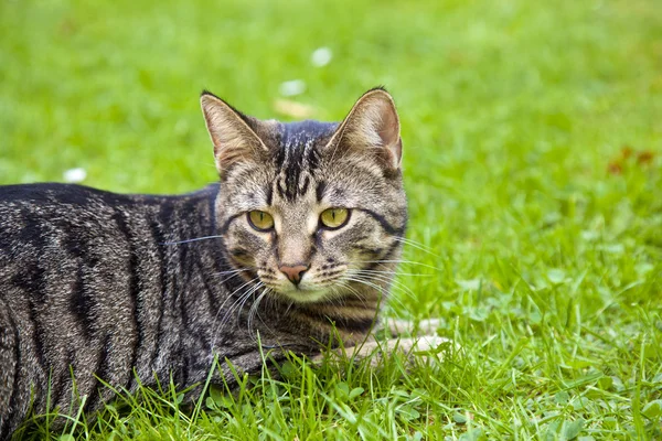 Niedliche Katze liegt im Gras des Gartens — Stockfoto