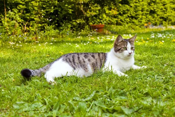 Милий кіт лежить в траві саду — стокове фото