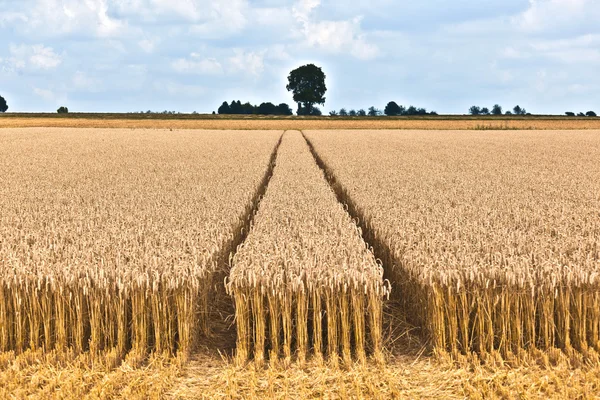 Maisfelder mit erntereifem Mais — Stockfoto