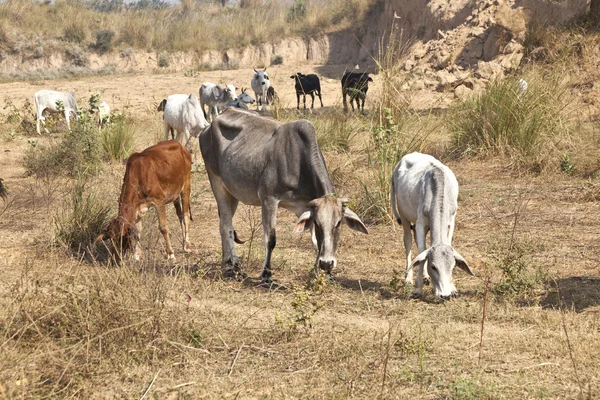 Мать корова с молоденьким теленком отдыхает на поле — стоковое фото