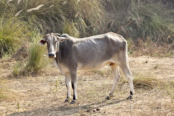 Kor med traditionella halsband vilar i ett fält — Stockfoto