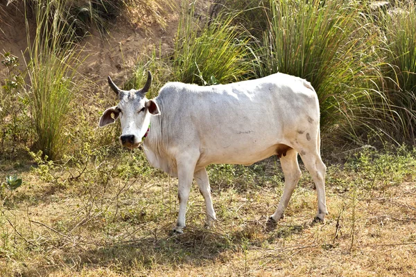 Mucche con collana tradizionale a riposo in un campo — Foto Stock