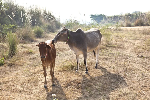 Mère vache avec jeune veau reposant dans un champ — Photo