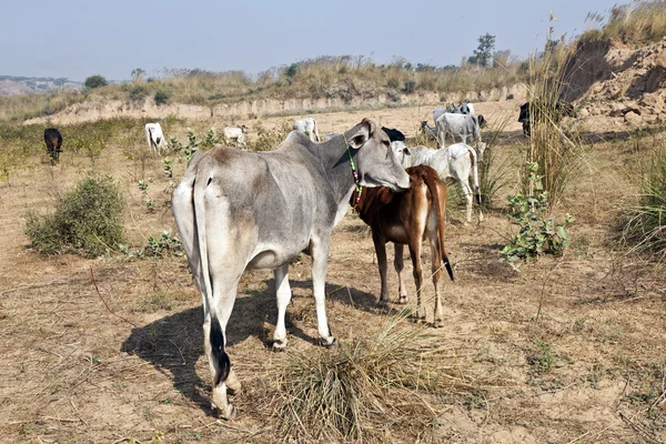 Vaca madre con ternero joven descansando en un campo —  Fotos de Stock