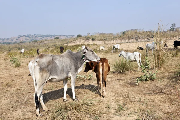 Vaca madre con ternero joven descansando en un campo — Foto de Stock