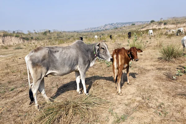 शेतात पारंपारिक मान असलेल्या गायी विश्रांती घेतात — स्टॉक फोटो, इमेज