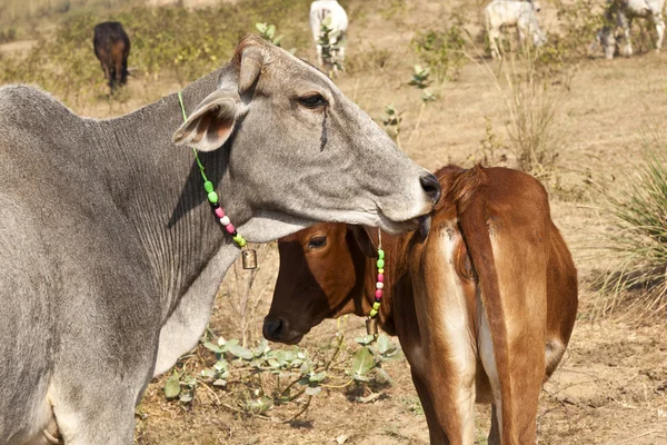 शेतात विश्रांती घेणारी तरुण वासरासह आई गाय — स्टॉक फोटो, इमेज