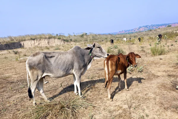 Mère vache avec jeune veau reposant dans un champ — Photo