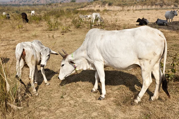 Vaca mãe com bezerro jovem descansando em um campo — Fotografia de Stock