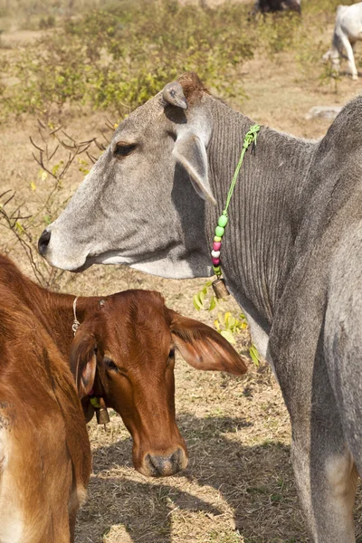 Мать корова с молоденьким теленком отдыхает на поле — стоковое фото