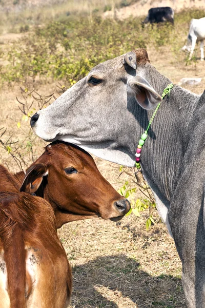 Mother cow with young calf resting in a field — Stock Photo, Image