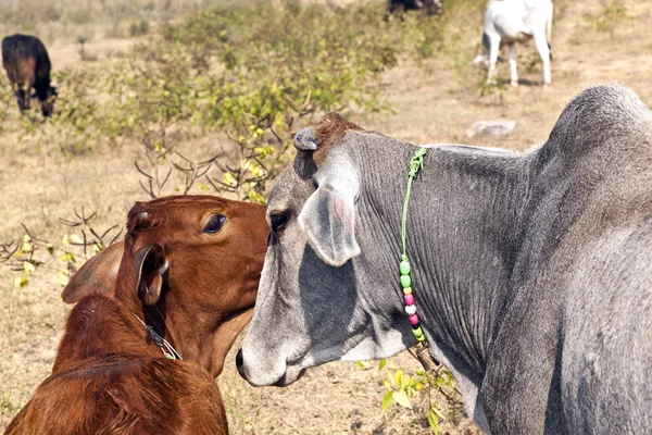 Vaca madre con ternero joven descansando en un campo — Foto de Stock