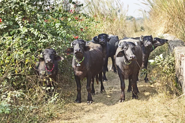 Kor med traditionella halsband promenader längs en bana — Stockfoto