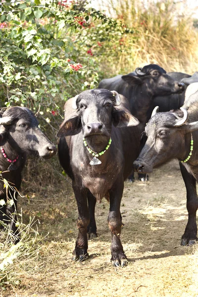 Koeien met traditionele ketting wandelen langs een pad — Stockfoto