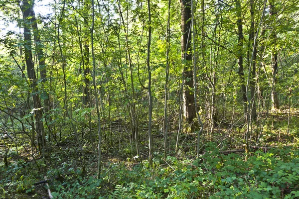 Árboles en el bosque en armonía — Foto de Stock