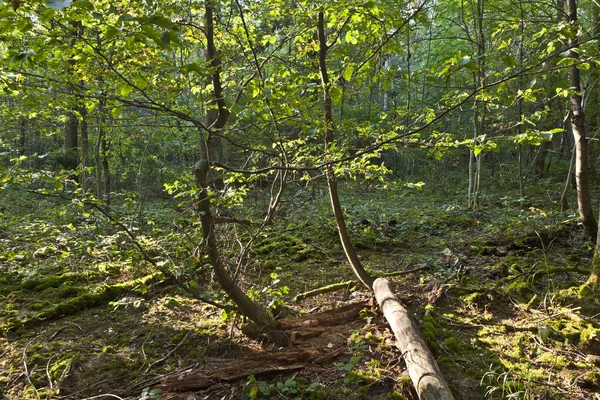 Árboles en el bosque en armonía —  Fotos de Stock