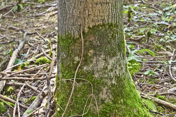Bäume im Wald in Harmonie — Stockfoto