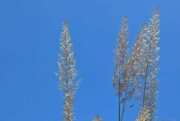 Gran hoja de hierba bajo el cielo azul — Foto de Stock