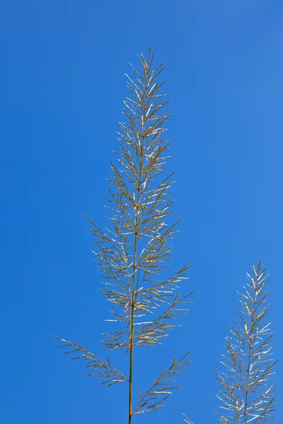 Çimen mavi gökyüzünün altında büyük bıçak — Stok fotoğraf
