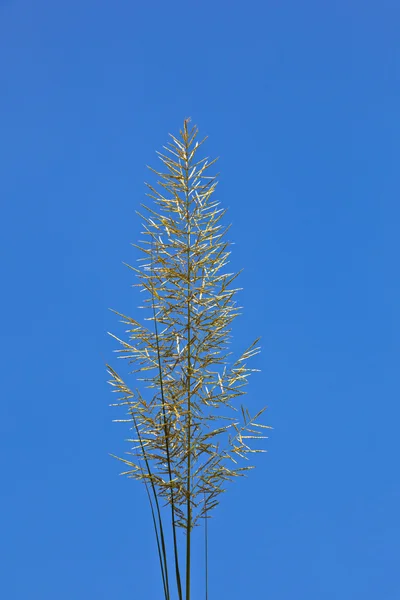 Çimen mavi gökyüzünün altında büyük bıçak — Stok fotoğraf