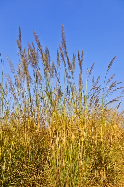 Duże źdźbło trawy pod błękitne niebo — Zdjęcie stockowe